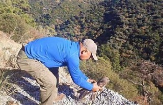 Otomobilin çarptığı şahin, yeniden doğaya salındı