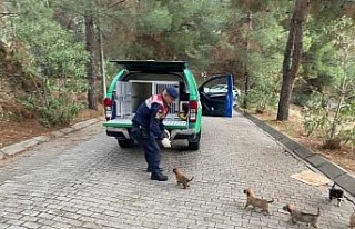 Yavru köpeklere jandarma şefkati