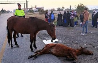 Yavrusunun başından bir an olsun ayrılmadı