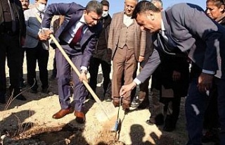 Aydın inciri Hasankeyf’te yemiş verecek