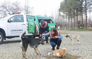 Aydın’da Jandarma timleri sokak hayvanlarını...