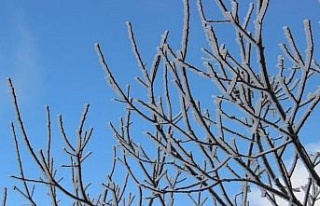 Aydın’da zirai don bekleniyor