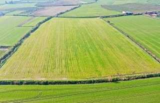 Didim’de tarlaya ekilen buğdaylar büyümeye başladı