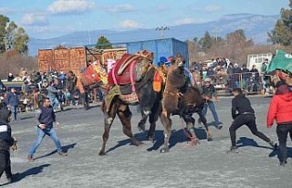 Didim’deki deve güreşleri renkli görüntülere...