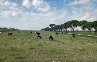 Doğuda kar, Aydın’da bahar