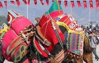 Germencik Deve Güreşi iptal edildi