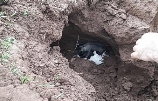 Göçük altında kalan yavru köpekleri itfaiye kurtardı