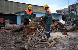 Kuşadası’nda ağaç atıkları ihtiyaç sahipleri...