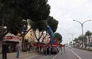 Nazilli’de budanan ağaçlar ihtiyaç sahiplerine...