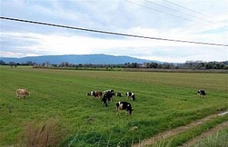 Türkiye’de kar, Aydın’da bahar yaşanıyor