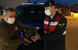 Yaralı Şahin’i jandarma kurtardı