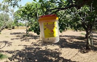 Aydın’da ekşilik böceği ile mücadele devam...