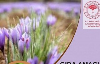 Aydın’da gıda amaçlı salep üretimi yapılabilecek