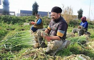 Aydın’da pırasa hasadı başladı, üreticiler...