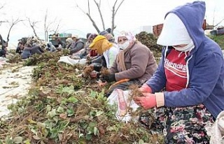 Aydın’da tarım işçileri ödeneği Türkiye ortalamasının...