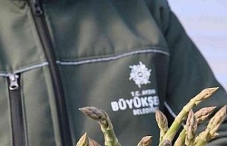 Büyükşehir’in Çiftçi Merkezi’ndeki kuşkonmazlardan...