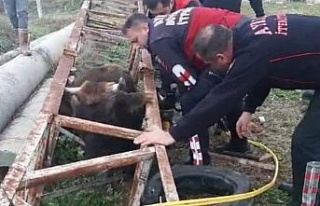 Direğe sıkışan ineğin imdadına itfaiye koştu
