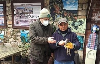 Kuşadası’nda yaralı atmaca ve porsuk tedavi altına...