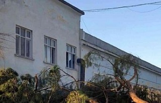 Nazilli’de budanan ağaçlar ihtiyaç sahibi ailelerin...