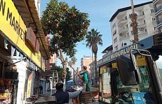 Nazilli’de toplanan turunçlar öğrencilere burs...