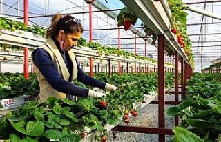 Sökeli Nilgün öğretmen seracılığa el attı,...