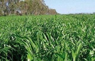 Aydın’da çiftçilere 90 milyonluk destek ödemesi...