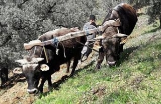 Aydın’da öküzler ve kara saban teknolojiye meydan...