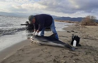 Başkan Sürücü, karaya vuran çizgili yunusu inceledi