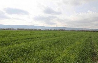 Didim’de buğdaylar yeşermeye başladı