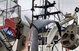 Didimli balıkçıların ağına köpekbalığı takıldı