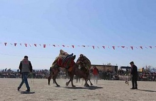 Efeler Deve Güreşi Festivali’ne yoğun ilgi