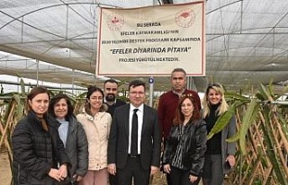 Efeler Kaymakamı Şahin pitaya üreticileri ile görüştü