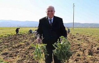 Efeler’de şevketi bostanların ilk hasadını Başkan...