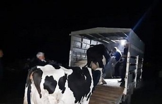 Hayvan hırsızları Kuyucak polisinden kaçamadı