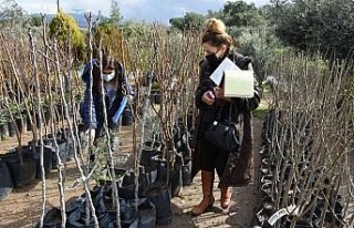 İzinsiz fidan satışına 54 bin TL ceza uygulanacak