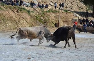 Koçarlı Boğa Güreşi Festivali renkli görüntülere...