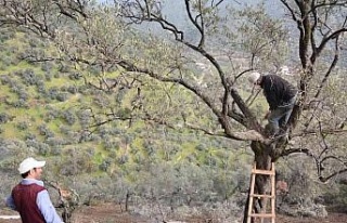 Köşk Belediyesi zeytinlikleri bakıma aldı