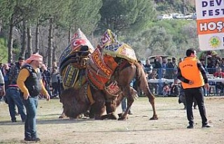Köşk’te 170 deve kıran kırana güreşti