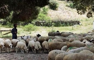Köşk’te koyun ve keçi desteklemeleri askıya...