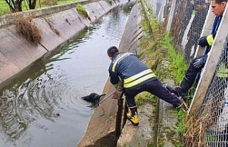Sulama kanalına düşen köpeğin imdadına öğrenciler...