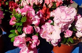 Tarihi Salı Pazarı çiçeklerle renklendi