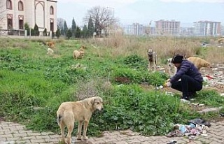 Zeybek mahallesinin en büyük sorunu sokak köpekleri...