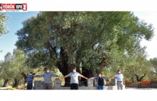 ZEYTİN AĞACI İNSANLIĞA SUNULMUŞ EN BÜYÜK ZENGİNLİĞİN...