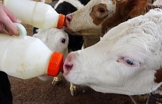 Aydın’da 48 milyonluk çiğ süt ve buzağı desteği...