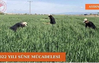 Aydın’da süne mücadelesi devam ediyor