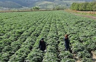 Aydın’ın enginarları hastalıktan korunuyor