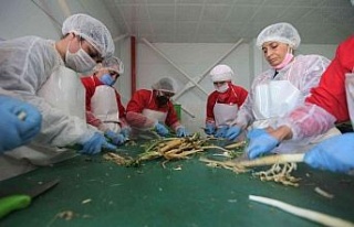 Efelerli kadınlar 7 ton şevketibostan işledi