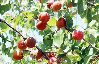 Erkenci kayısılar hasat için gün sayıyor