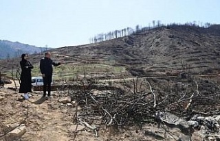 Karacasu’da yanan ormanlık alanları yeşillendirme...