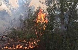 Karpuzlu’da orman yangını